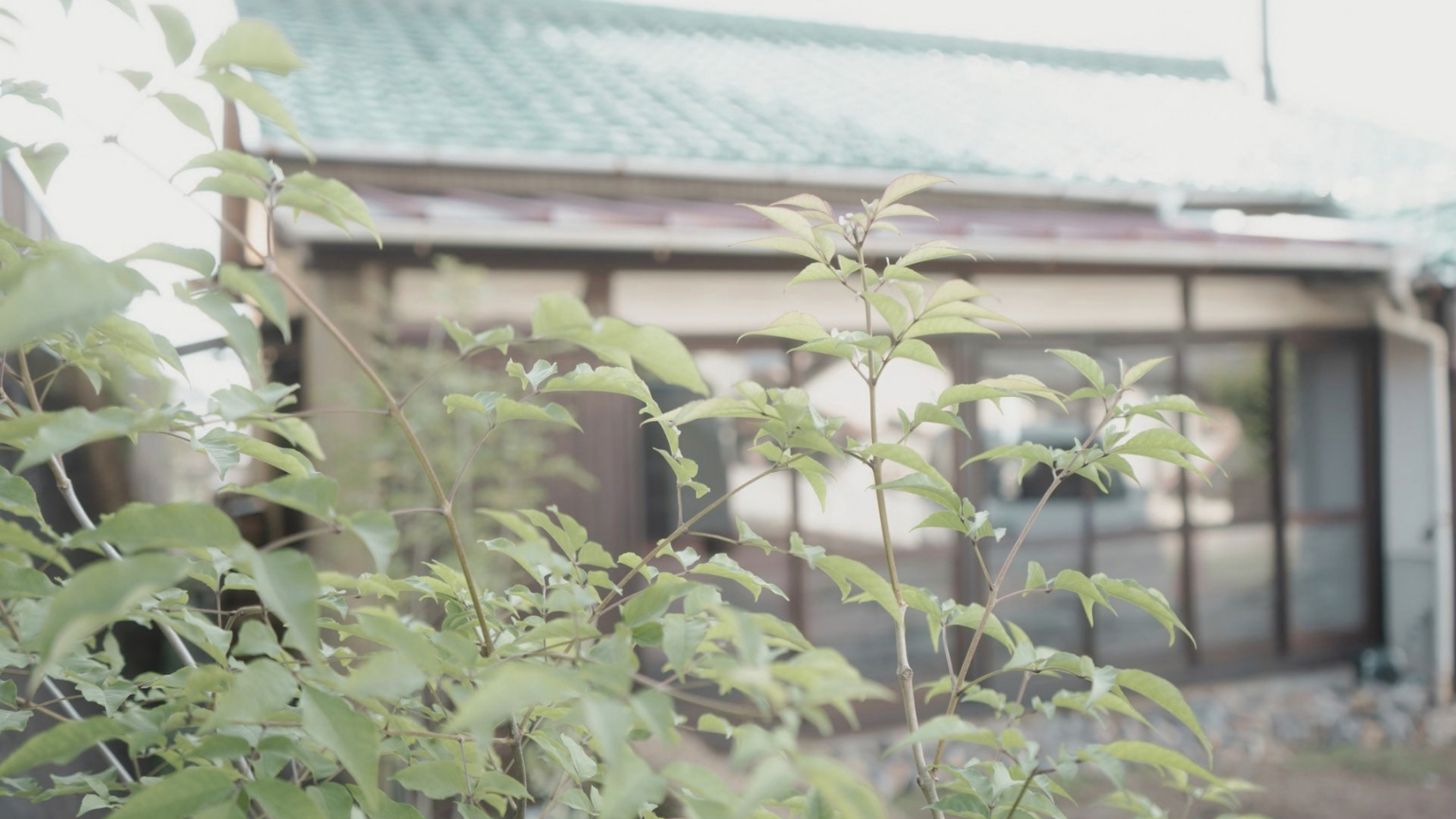 緑の木越しに見る古民家の外観